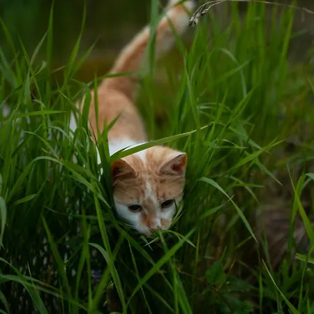 Na Samote U Vcelina Pansiyon