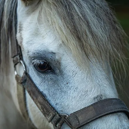 Pansiyon Na Samote U Vcelina Lancov