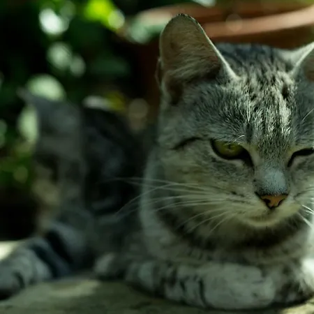 Na Samote U Vcelina Lancov